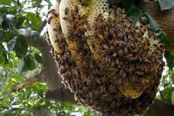 bee hive