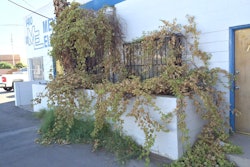 Grapevine1