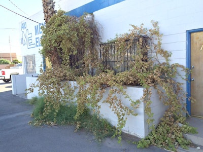 NDOT helped relocate a 140-year-old historical grapevine from this maintenance shop in Las Vegas to keep it out of a demolition path.