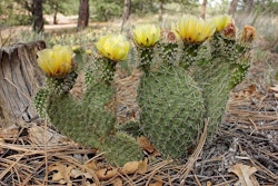 Prickly Pear Cactus in bloom in Colorado. Photo Credit: Mark Byzewski/Wikimedia Commons