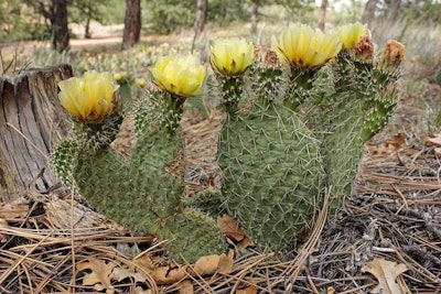 Prickly Pear Cactus in bloom in Colorado. Photo Credit: Mark Byzewski/Wikimedia Commons