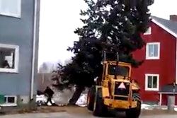 Fir tree removal