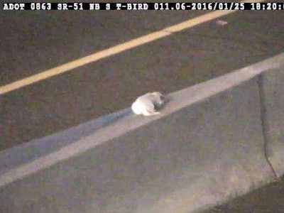 160128-az-puppy-traffic-cam_f5d85fe0cadeaf8182c7cde168ebe7e3.nbcnews-ux-2880-1000