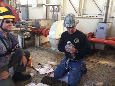 DNR wildlife technicians Caleb Eckloff (left) and Brad Johnson band Peregrine falcon chicks at the Portage Lake Lift Bridge on June 17, 2016. (Photo courtesy of MDOT)
