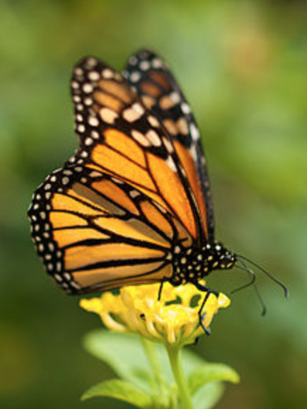monarch butterfly