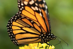 monarch butterfly