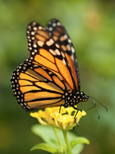 monarch butterfly