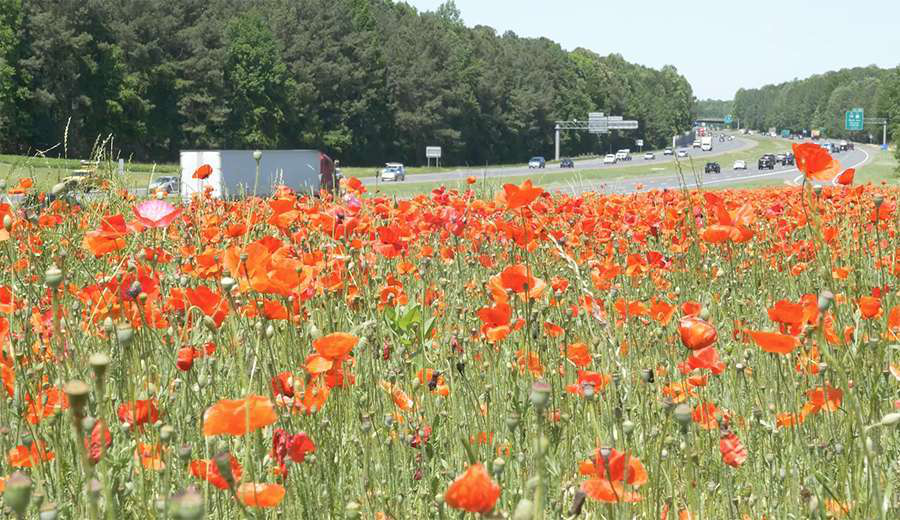 NCDOT-poppies
