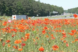 NCDOT-poppies