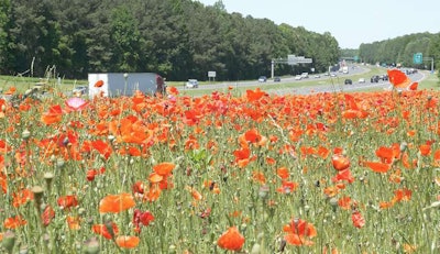 Ncdot Poppies