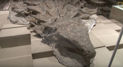 This nodosaur fossil, uncovered by excavator operator Shawn Funk, is one of the most fully preserved dinosaur fossils ever found. Photo: Still from National Geographic footage