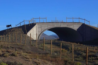 A moose crosses a wildlife safety bridge in Colorado.
