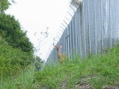 A deer stops near a wildlife fence by a Florida highway in this photo by the Federal Highway Administration.