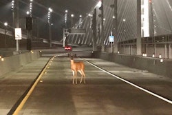 toll bridge deer