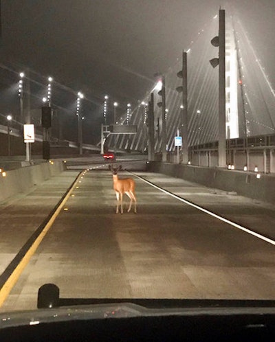 Toll Bridge Deer
