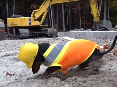 Excavator Wiener Dogs