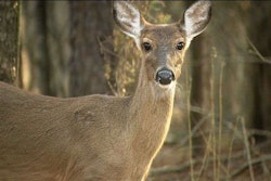 NC Animal Crashes
