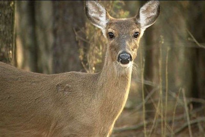 With fall hunting and mating seasons come more deer-vehicle crashes in North Carolina.