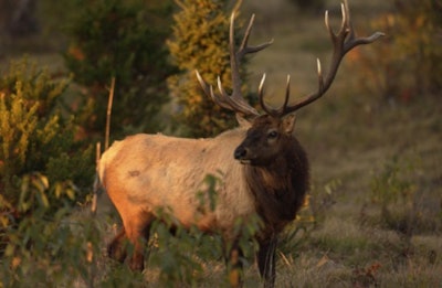 In Michigan, at least five elk have been hit recently on M-33, leading to a conservation officer’s push for elk crossing signs on the highway. Photo courtesy of Michigan DNR.