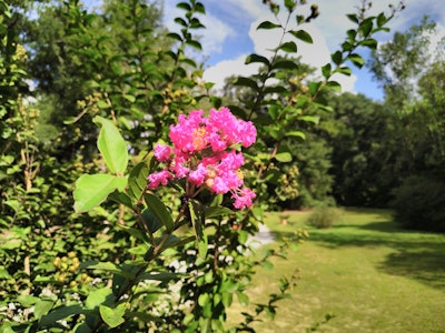 The S61’s color reproduction is admirable, if not a bit oversaturated. But once you zoom in on the details of your subject, the flower in this instance, the details are soft and disappointing.