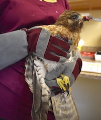 Injured Hawk