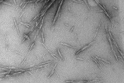 wood nanoparticles