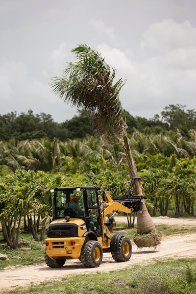 Cat compact wheel loader with material handling arm movie a palm tree