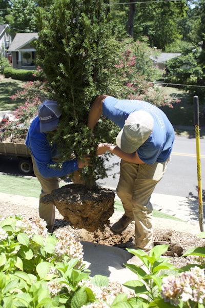 Installation crew members remove trees from a site to replace them with new ones. Photo: Beth Hyatt/Total Landscape Care