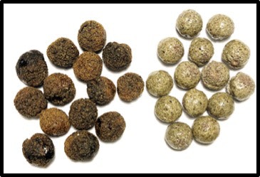 Drexel University researchers develop spherical porous reactive aggregate (SPoRA) made from coal ash. Photo courtesy Drexel University.