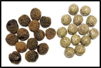 Drexel University researchers develop spherical porous reactive aggregate (SPoRA) made from coal ash. Photo courtesy Drexel University.