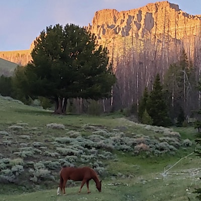 Shoshone National Forest