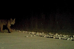 bobcat walking towards wildlife crossing area