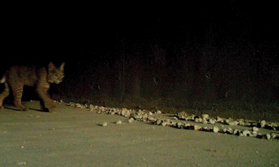 bobcat walking towards wildlife crossing area