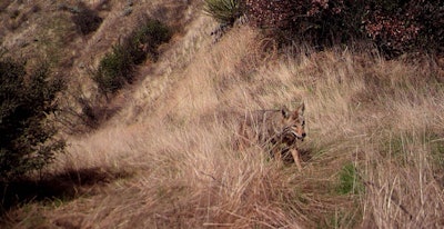 Coyote in brush
