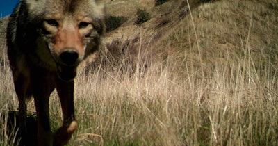coyote in brush
