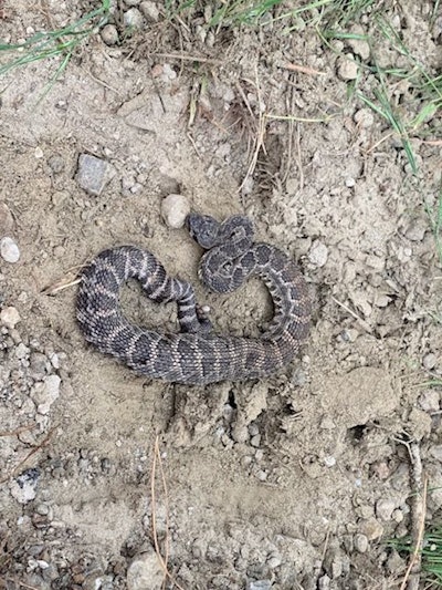 Rattlesnake found at Skanska Wildlife Crossing project