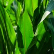 crop leaves