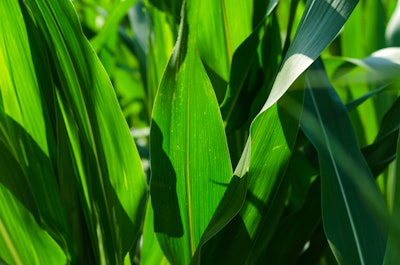 crop leaves