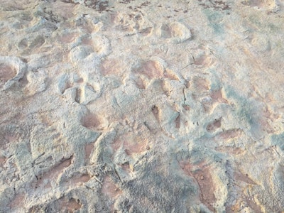 Mill Canyon Dinosaur Tracksite