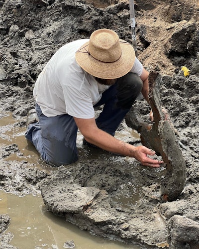 Mastodon discovered bone examined by paleontologist in straw hat in gray muck