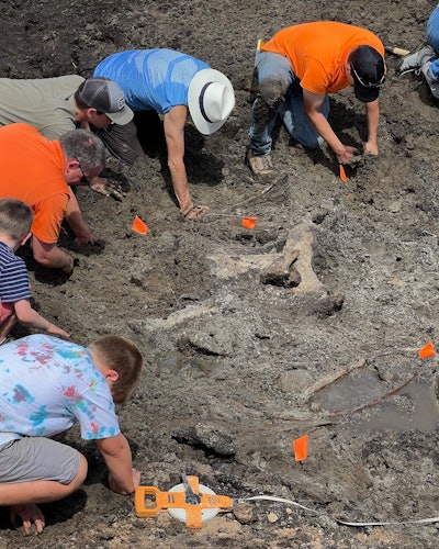 Mastodon discovery Michigan crews work to unearth bones from gray muck