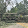 Downed pine trees block road in Sarasota Florida Hurricane Ian worker in orange hardhat and yellow vest among them