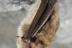 northern long-eared bat hanging upside down from rock