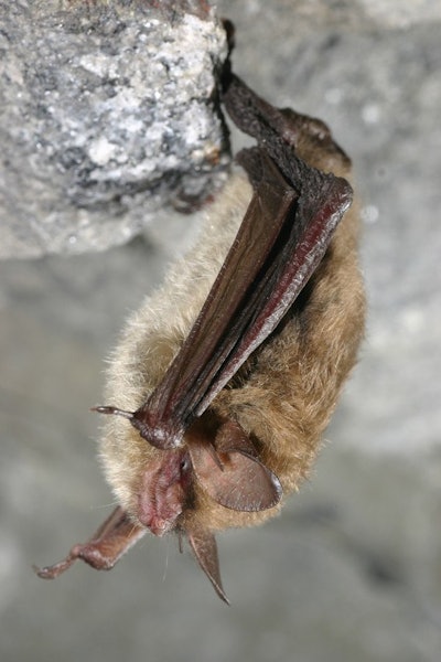 northern long-eared bat hanging upside down from rock