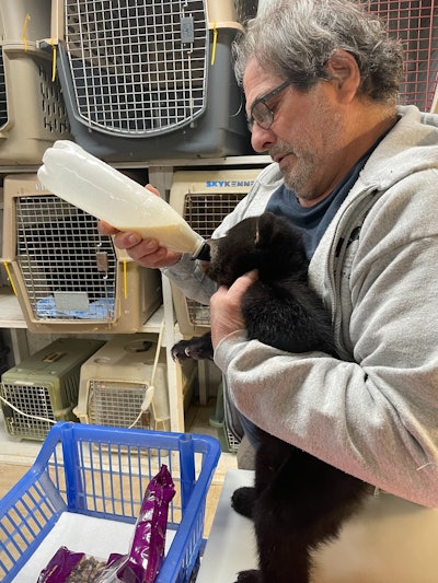 Friends of Feathered and Furry Wildlife Center worker nurses a bear cub taken from an excavator cab