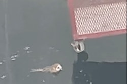 barn owl trapped in water tank with basket being lowered to rescue