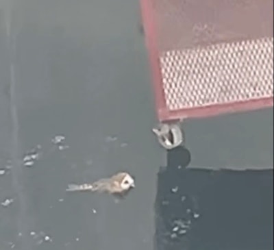 barn owl trapped in water tank with basket being lowered to rescue