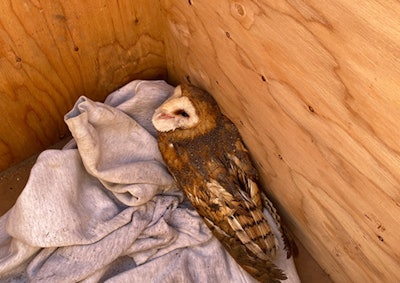 rescued barn owl in wooden box with sweatshirt