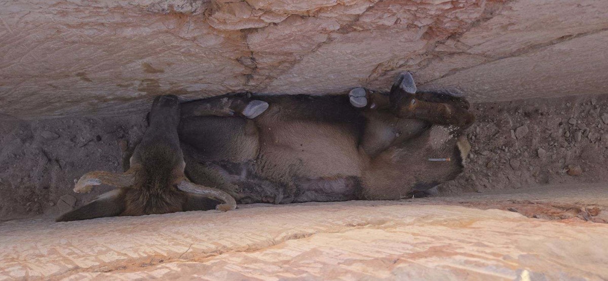 An Excavator and Quick Thinking Save Elk Trapped in Ditch in Arizona