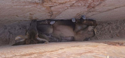 elk stuck in bottom of ditch in Arizona